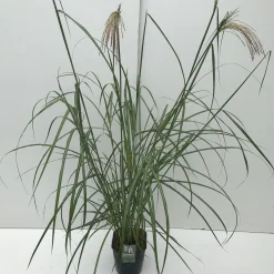 Miscanthus sinensis Malepartus ( Prachtriet )