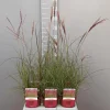 Miscanthus sinensis red chief