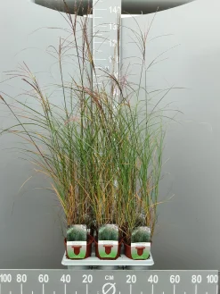 Miscanthus sinensis silbersp