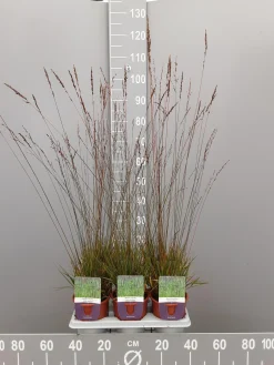 Molinia caerulea edith dudzus