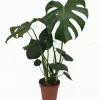 Monstera deliciosa