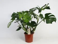 Monstera (Gatenplant)