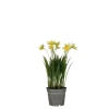 Narcis in gele plastic pot - h26xd8,5cm