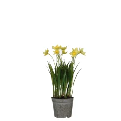 Narcis in gele plastic pot - h26xd8,5cm