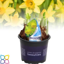 Narcis 'tete a tete'