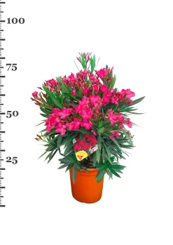 Oleander struik p22 h70