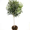 Olijfboom op stam p 23cm h 110cm