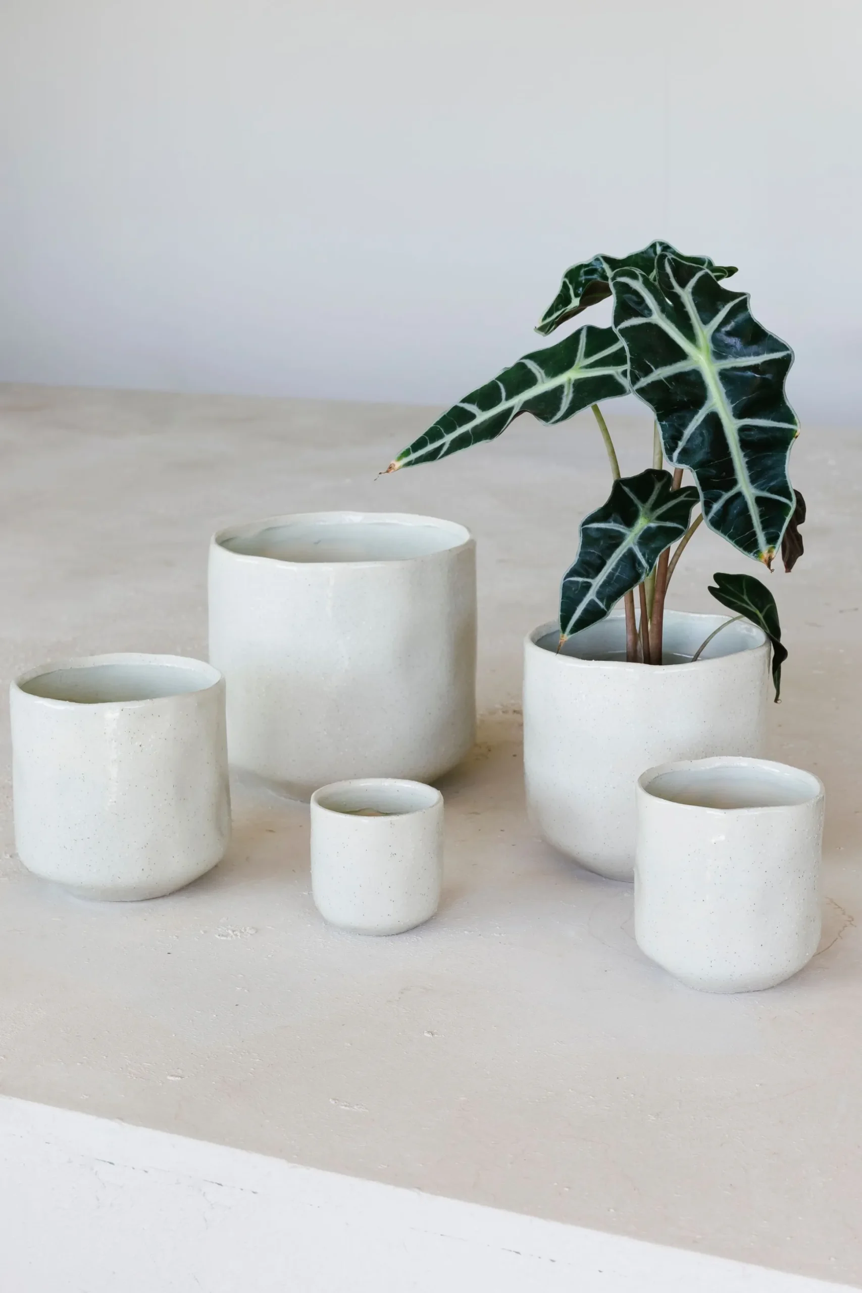 Orchidee pot glisten