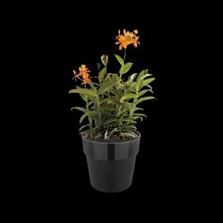 ORIGINAL ROND 30CM LIVING BLACK