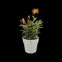 ORIGINAL ROND 18CM WARM GRIJS