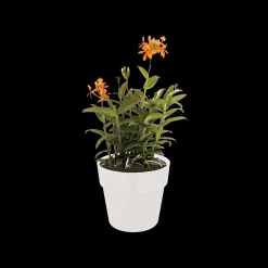 ORIGINAL ROND 25CM WIT