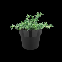 ORIGINAL ROND MINI 7CM LIVING BLACK