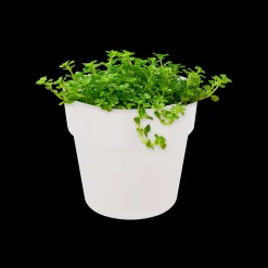 ORIGINAL ROND MINI 11CM WIT