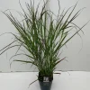 Panicum virgatum Squaw ( Parelgierst )