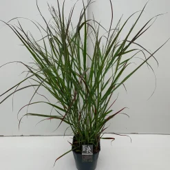 Panicum virgatum Squaw ( Parelgierst )