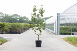 Peer oude boom pyrus communis 2-arm