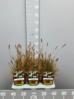 Pennisetumalopecuroïdes little