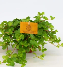Peperomia rotundifolia