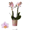 Phalaenopsis 2 tak 'andora' roze