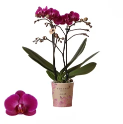Phalaenopsis 2 tak 'moreli' paars