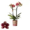 Phalaenopsis 2 tak spain rood/geel