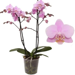 Phalaenopsis beauty 2 bloemstelen