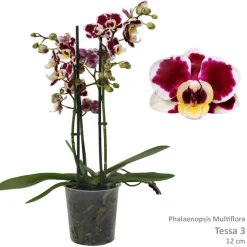 Phalaenopsis cascade Tessa Easter 2 bloemstelen
