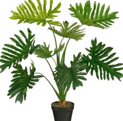 Philodendron in pot
