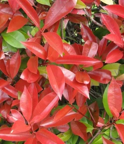 Photinia fraseri Little Red Robin