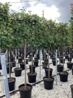 Photinia serru red robin half stam