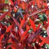Photinia x fraseri carré rouge half stam