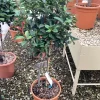 Photinia x fraseri carré rouge mini stam