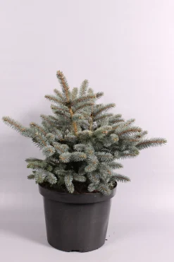 Picea pungens Glauca Globosa ( Blauwspar )