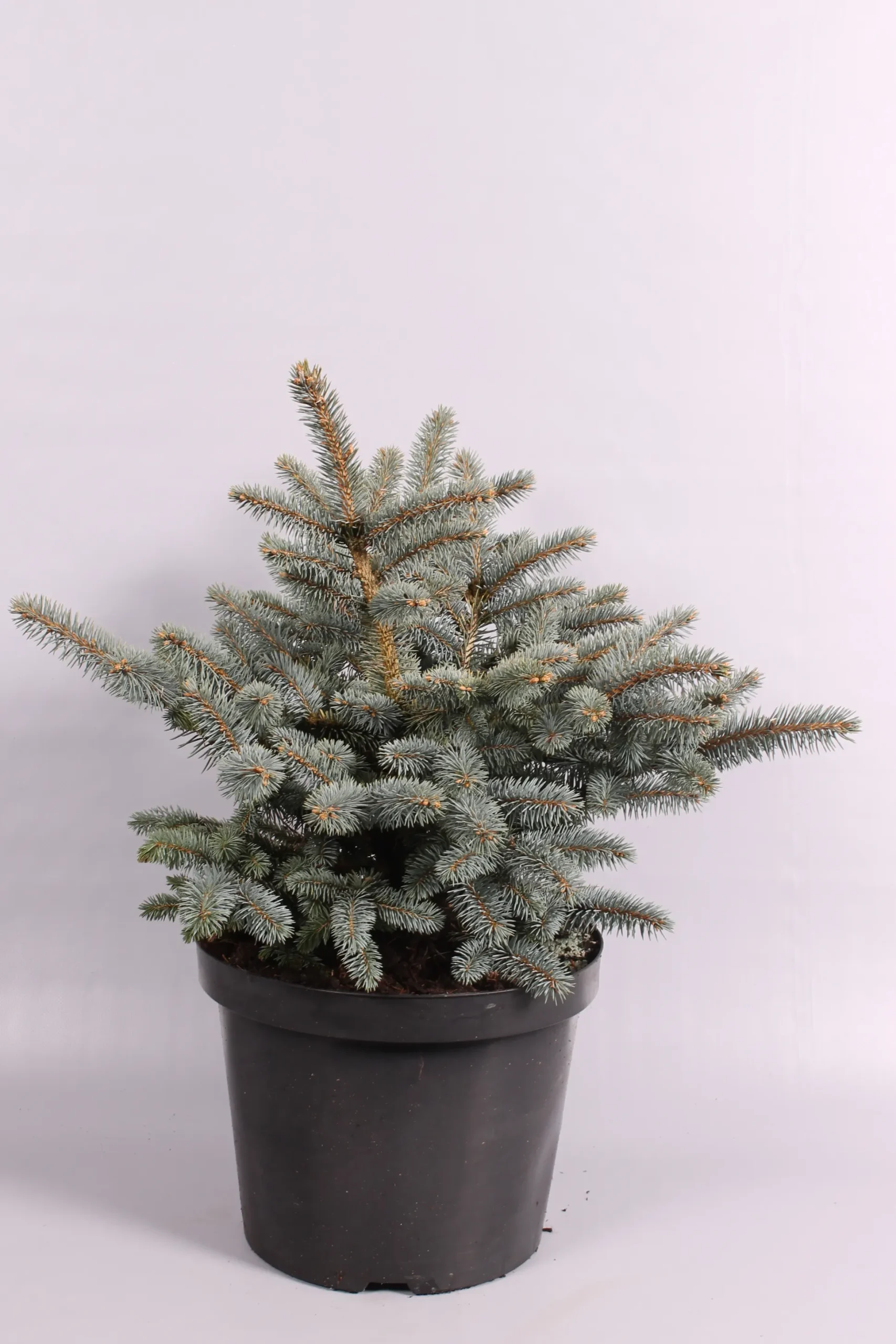 Picea pungens Glauca Globosa ( Blauwspar )
