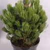 Pinus heldreichii Compact ( Bosnische Pijnboom )
