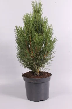 Pinus nigra Pyramidalis ( Zwarte den )