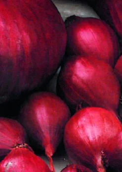 Plantajuin red baron 14/21 250g