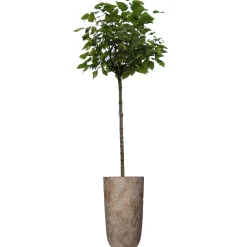 Planter paardebloem beton goud 21x21x40cm