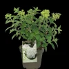 Pluimhortensia 'Bobo'