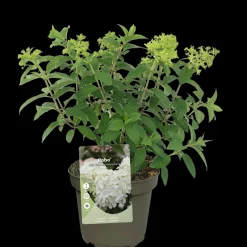 Pluimhortensia 'Bobo'