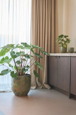 POT D44 ARRAY GRASGR