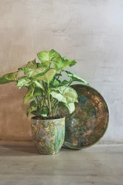 POT D44 ARRAY GRASGR