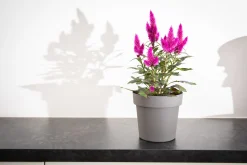 Pot rond happy 20 cm antraciet