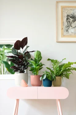 Pot vibes fold 14cm botergeel