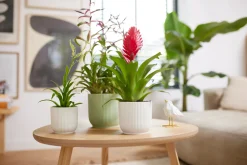 Pot vibes fold 18cm sorbet green