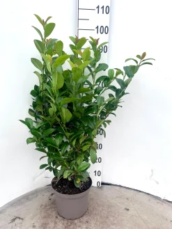 Prunus laurocerasus Ani ( Laurierkers )