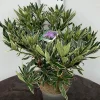 Rhododendron hybride 40-50 cm in p23