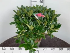Rhododendron hybride 40-50 cm in p23