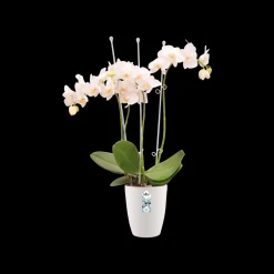 Rond orchidee 12,5cm