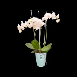 Rond orchidee 12,5cm